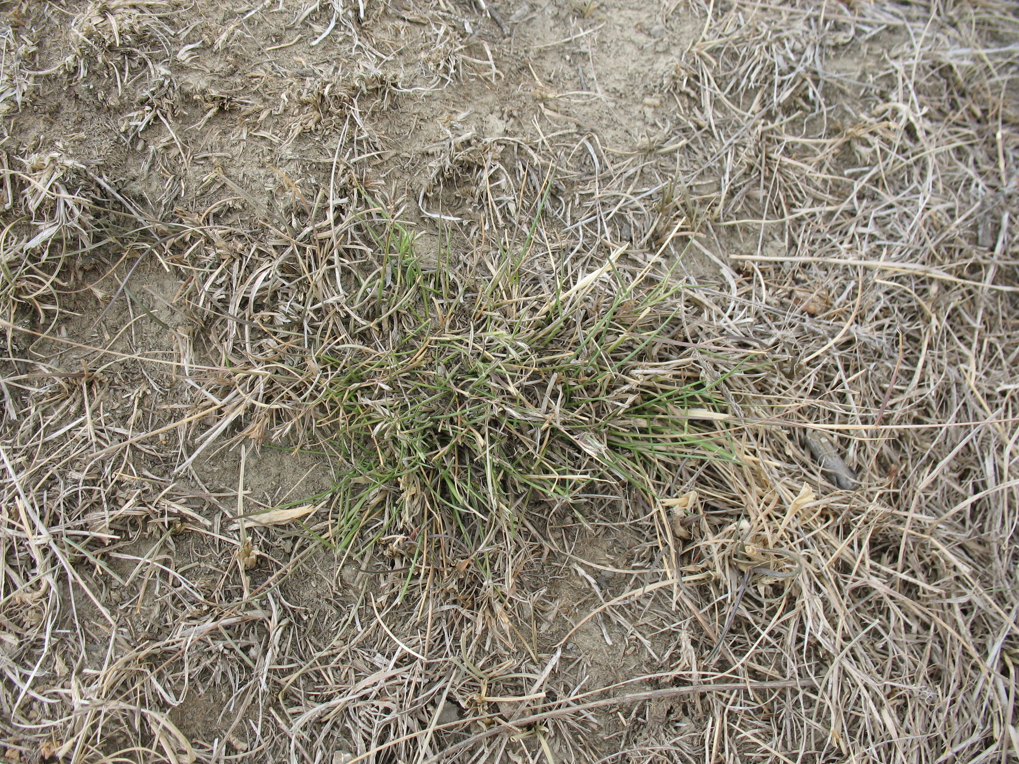 Rytidosperma thomsonii