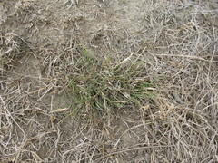 Rytidosperma thomsonii