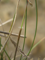 Rytidosperma thomsonii