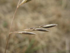 Rytidosperma thomsonii