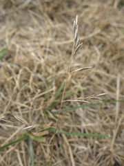 Rytidosperma thomsonii