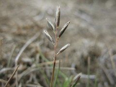 Rytidosperma thomsonii