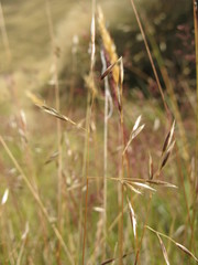 Rytidosperma buchananii