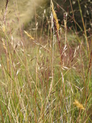Rytidosperma buchananii