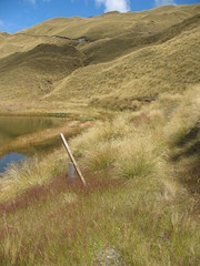 Rytidosperma buchananii