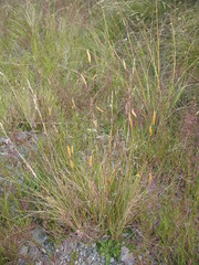 Rytidosperma buchananii