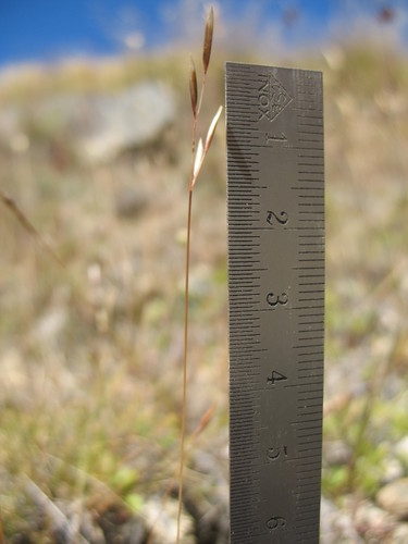 feldmark grass (Rytidosperma pumilum)