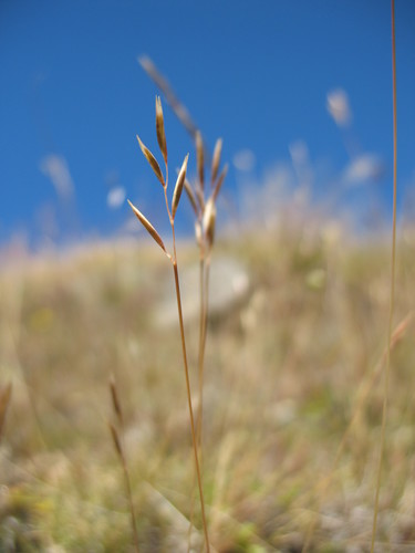 Image of Rytidosperma pumilum by (c) Michael D. Pirie, some rights reserved (CC BY)