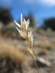 Rytidosperma maculatum