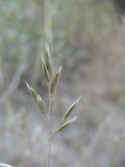 Rytidosperma buchananii