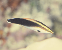 Labroides pectoralis