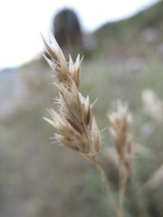 Rytidosperma buchananii
