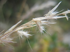 Rytidosperma unarede