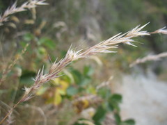 Rytidosperma unarede