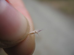 Rytidosperma unarede