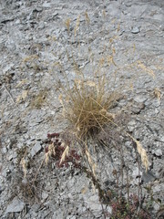 Rytidosperma buchananii