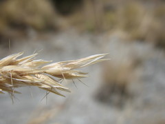 Rytidosperma buchananii