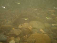Microdevario kubotai