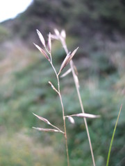 Rytidosperma buchananii