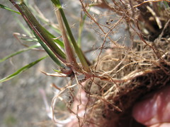Rytidosperma unarede