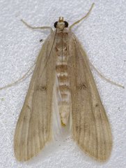 Parapoynx maculalis