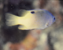 Chrysiptera rollandi