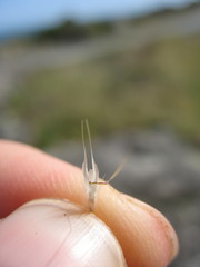 Rytidosperma racemosum