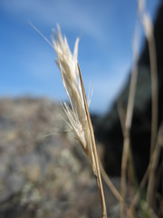 Rytidosperma racemosum