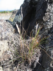 Rytidosperma racemosum