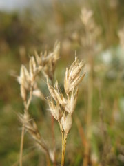 Rytidosperma pulchrum