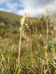 Rytidosperma pulchrum