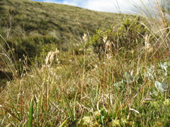 Rytidosperma pulchrum