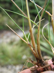 Rytidosperma pulchrum
