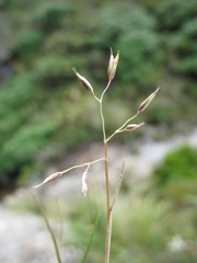 Rytidosperma pulchrum