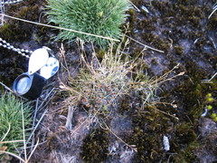 Rytidosperma australe