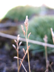 Rytidosperma australe