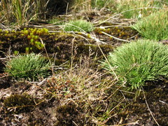 Rytidosperma australe