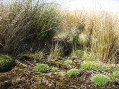 Rytidosperma australe