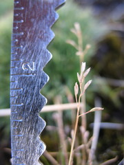 Rytidosperma australe