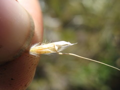 Chionochloa pallens