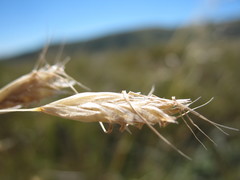 Chionochloa pallens