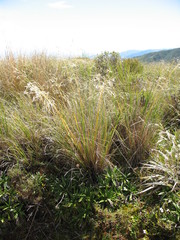 Chionochloa pallens