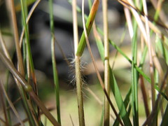 Rytidosperma gracile