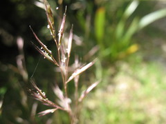 Rytidosperma gracile