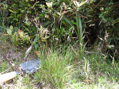 Rytidosperma gracile