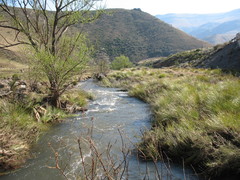 Merxmuellera macowanii