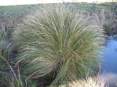 Merxmuellera macowanii