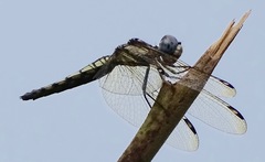 Palpopleura deceptor