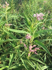 Persicaria limbata