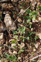 Tripodion tetraphyllum